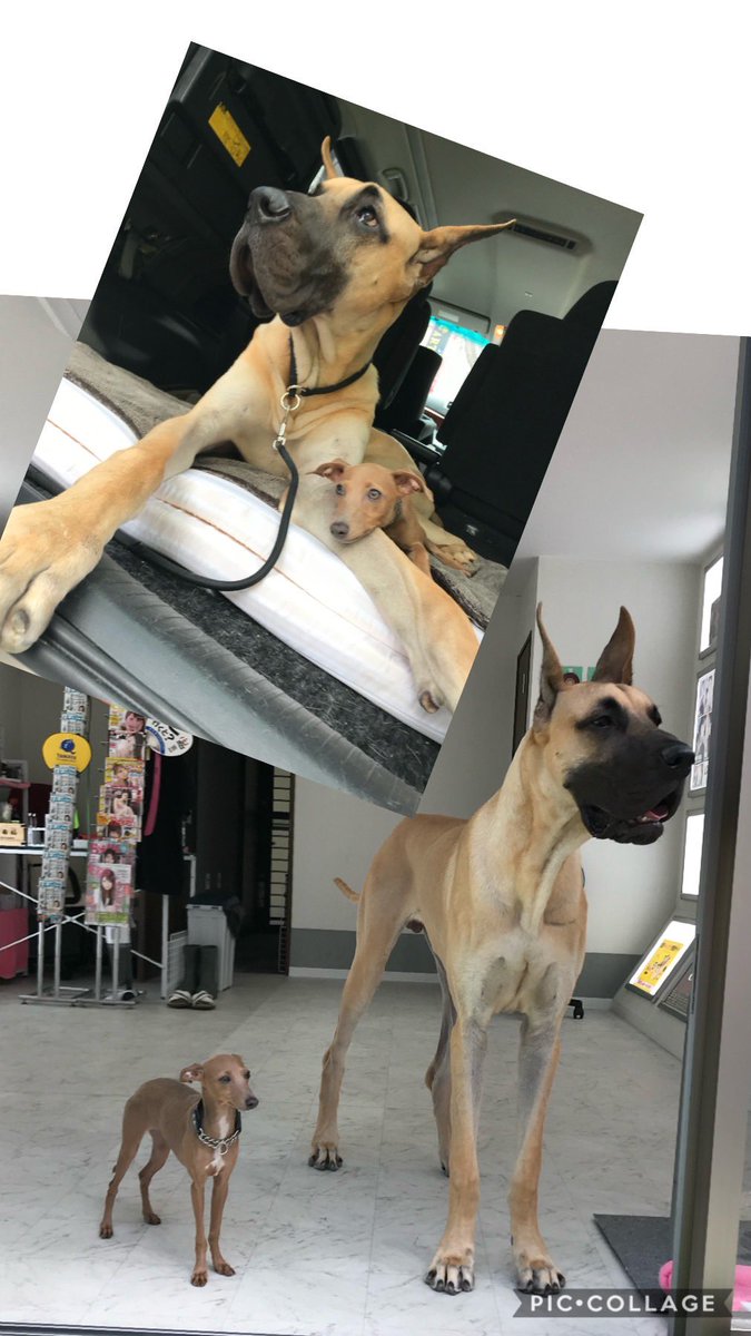 グレート デン Twitter Search Twitter