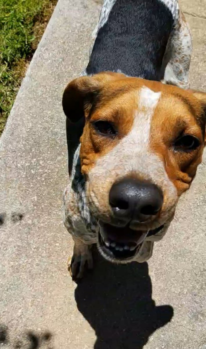 kimmie_c_'s tweet photo. Puppy I found a couple months ago in the woods. He was emaciated, starving, terrified...

Now his tail never stops wagging &amp; smiles a lot. I've named him Derpy or Derp because he is a big one. https://t.co/dpMdwGayHr