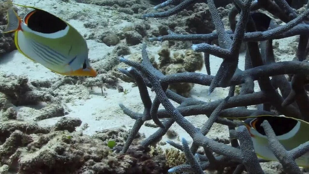 StrangeFish6's tweet photo. Week of the Butterflyfish 🦋 🐠 ⠀
⠀
Saddle Butterflyfish, Chaetodon ephippium (Cuvier 1831). Are easily recognised by a large white banded black area over the upper sides below the dorsal fin.This commences from the spinous section curving round to the… https://t.co/7c6ZYGT1Yz https://t.co/nz72BjlWrE