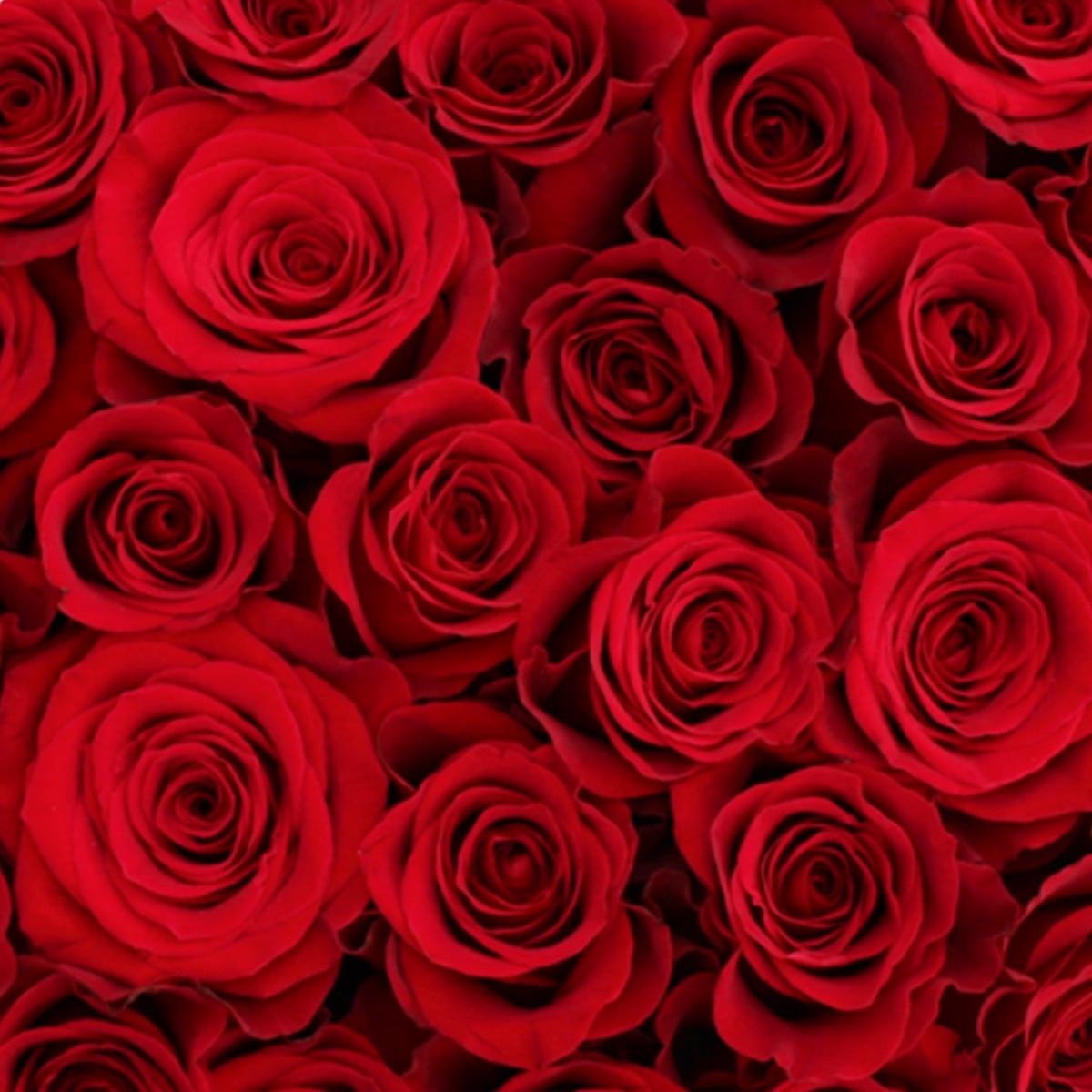 TÜM ANNELERİN VE ANNE ADAYLARININ ANNELER GÜNÜ KUTLU OLSUN

HAPPY MOTHERS DAY OF ALL MOMS AND MOTHER CANDIDATES