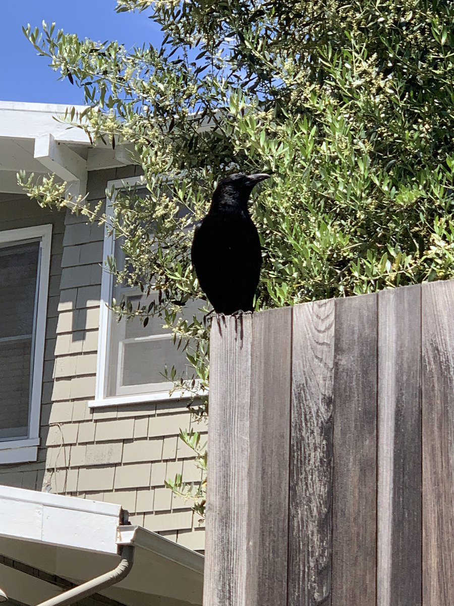 Big crow hanging out on my garage door