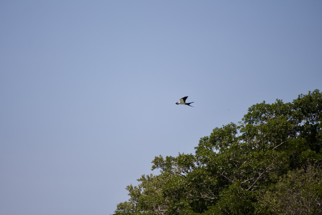 19. swallow-tailed kite. these  #birds are migratory raptors that travel from south america to the everglades in march to breed/nest before heading back south around august. it's hard to capture in a photo how effortlessly they are at gliding