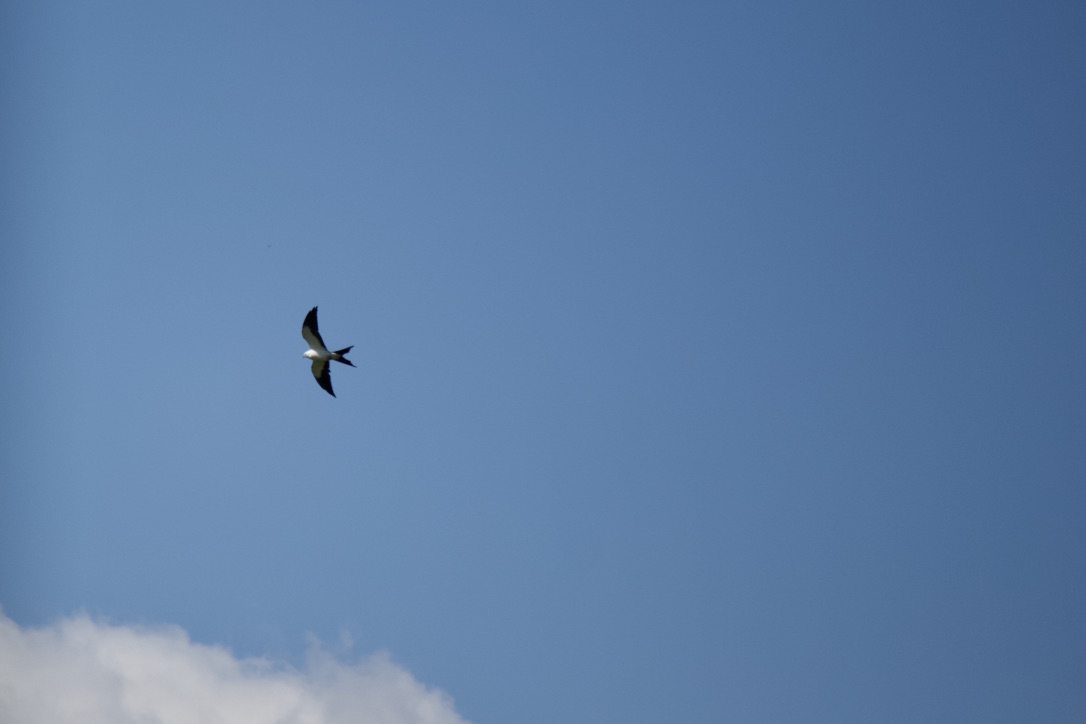 19. swallow-tailed kite. these  #birds are migratory raptors that travel from south america to the everglades in march to breed/nest before heading back south around august. it's hard to capture in a photo how effortlessly they are at gliding
