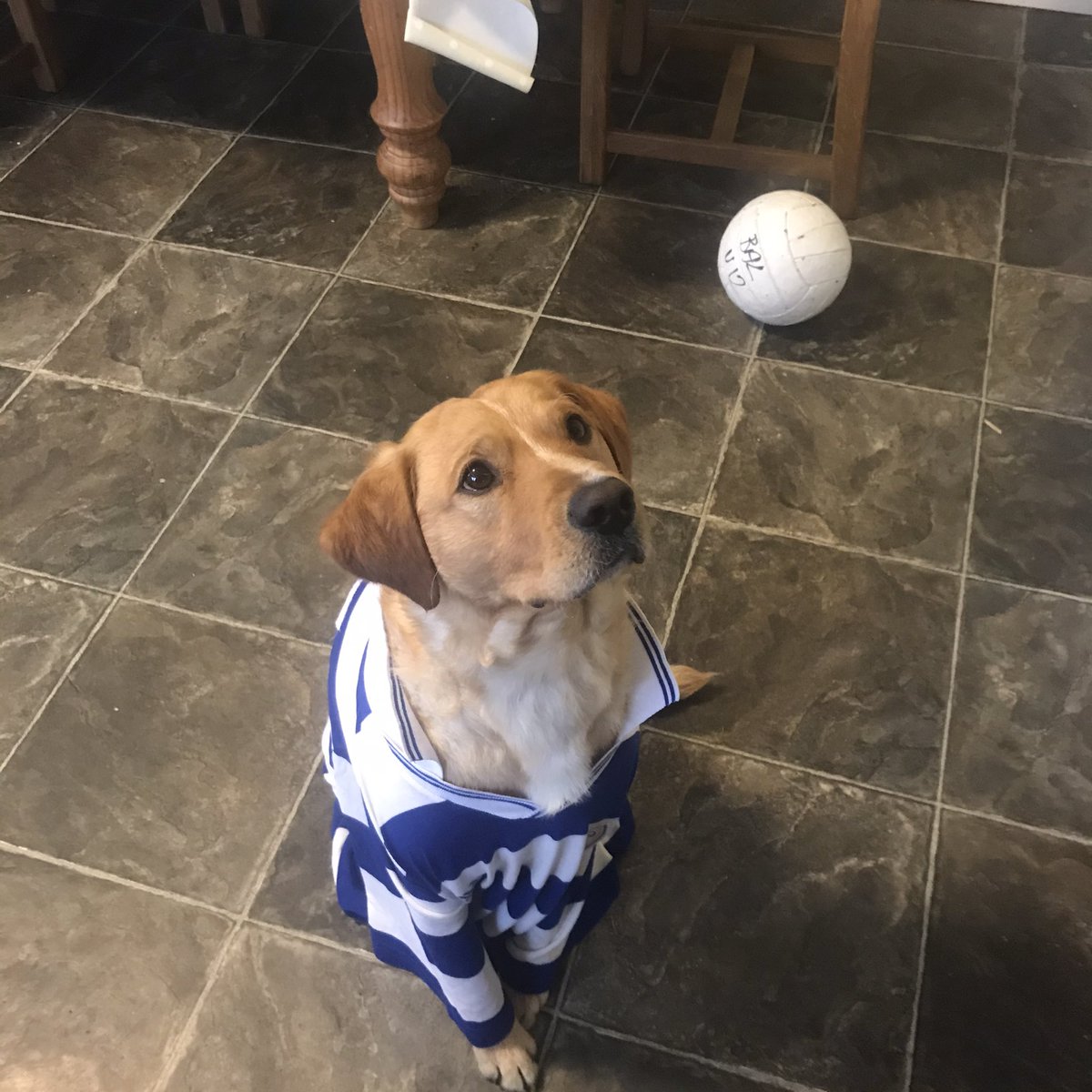 FinbarrSantry's tweet photo. Buddy taking a rest after his walk in aid of Skibbereen and Bantry hospitals https://t.co/NKB9Hpqsye