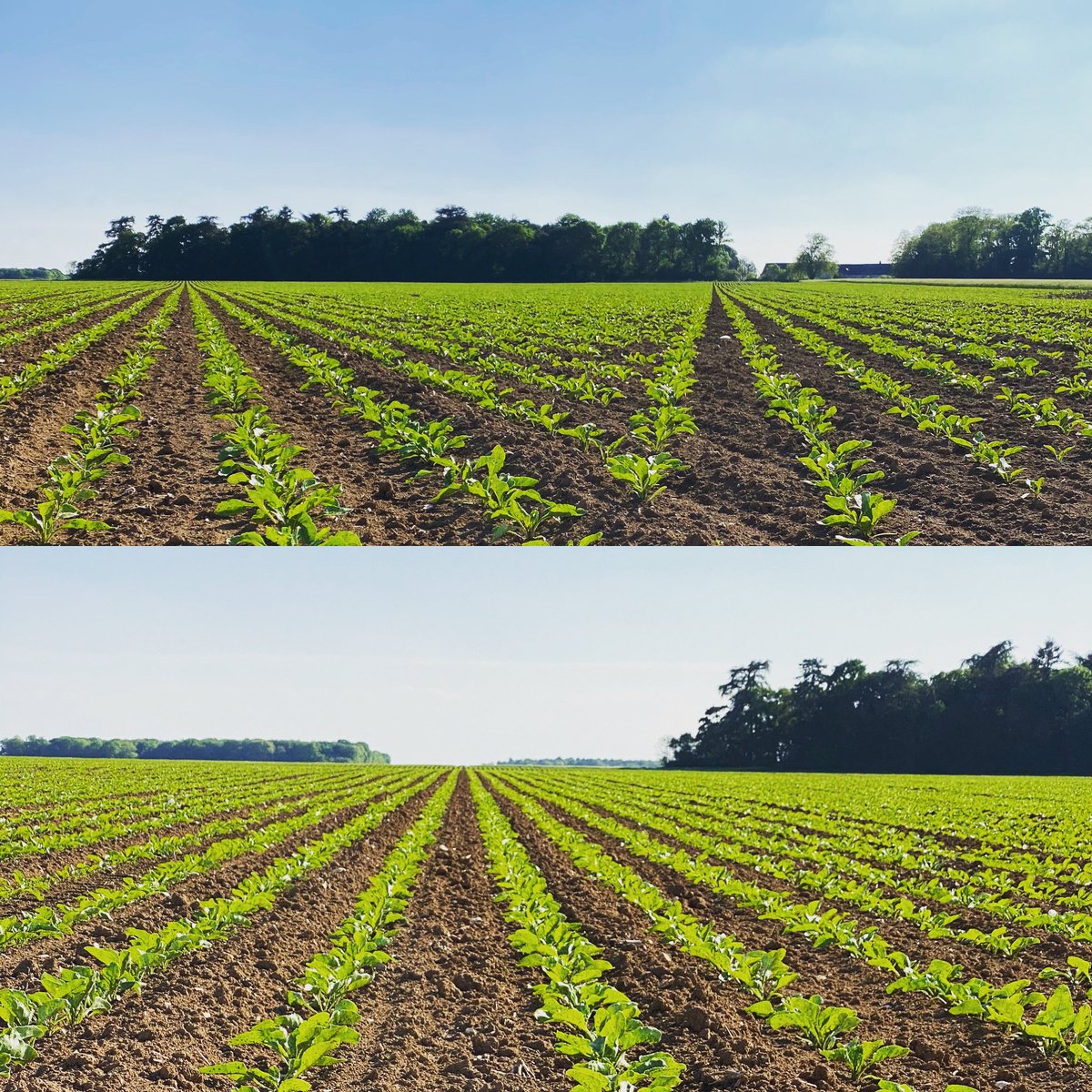 Retour sur une parcelle de <a href="/_MissBetter/">Miss Better</a> semée  avec le Tempo @VaderstadFrance