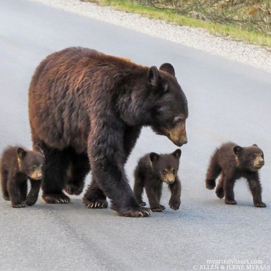 FairmontJPL's tweet photo. Nurturer. Caregiver. Teacher.  Where would we be without moms? Sending all the amazing mama bears out there an extra special Happy Mother's Day wish today.
📷: @mygrizzlyheart #mothersday | #fairmontfamily | #staysafe https://t.co/OcwFrmo2Ns
