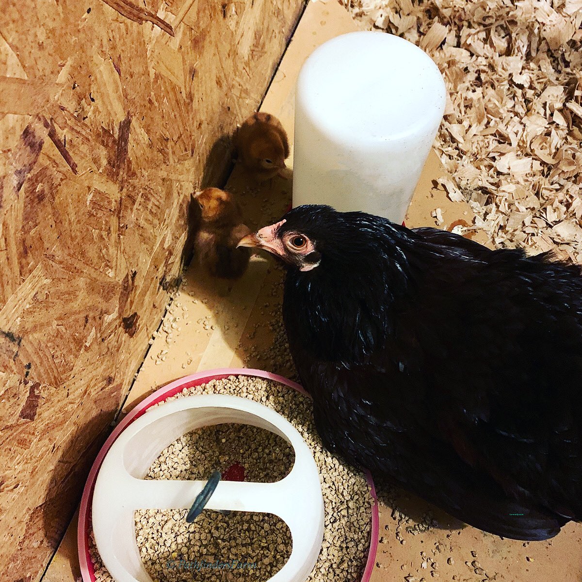 Bantam #Buckeyes make excellent, if protective, mothers. This one is giving me stinkeye as I check on her newly hatched chicks. #HappyMothersDay