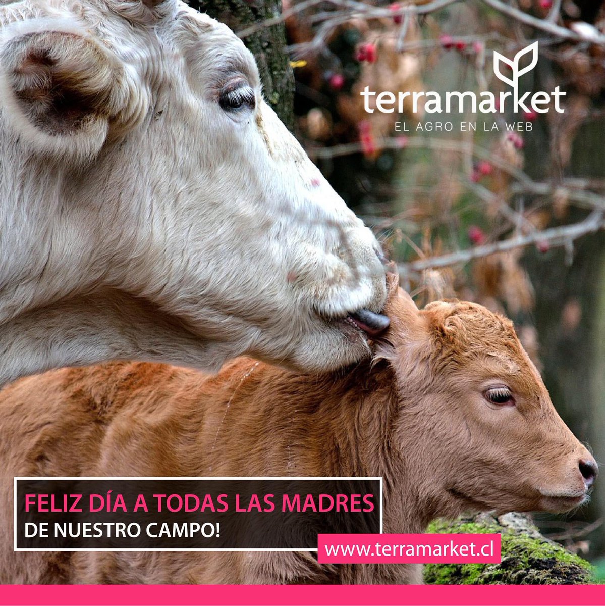 terramarket's tweet photo. Hoy es un día especial, y en Terramarket saludamos con esta linda imagen de nuestro campo a todas las madres de nuestro país.
GRACIAS MAMÁ! 🌷 🥰 👩‍🦳 ❣️ #DiaDeLaMadre https://t.co/NNfmsMvVVJ