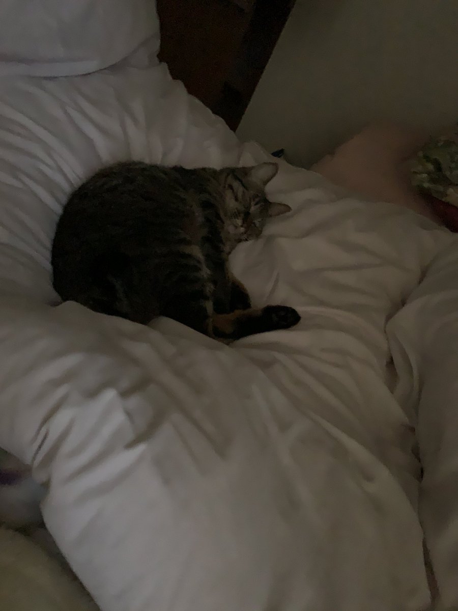 動物虐待許せない