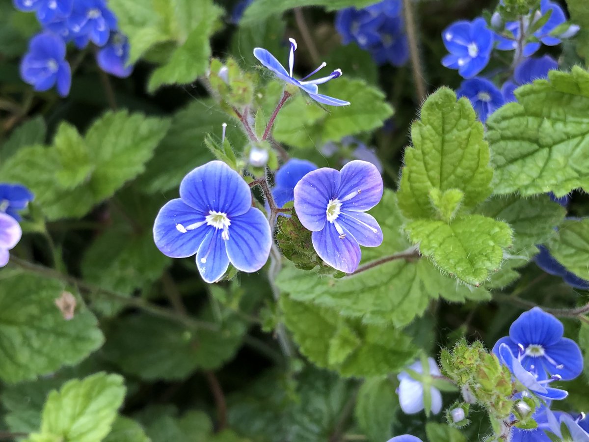 tillingtonchum's tweet photo. Nice clump of Germander Speedwell on the roadside edge of the valley. #WildflowerHour #speedwell #WestonCommon https://t.co/Dhmjghk1D7