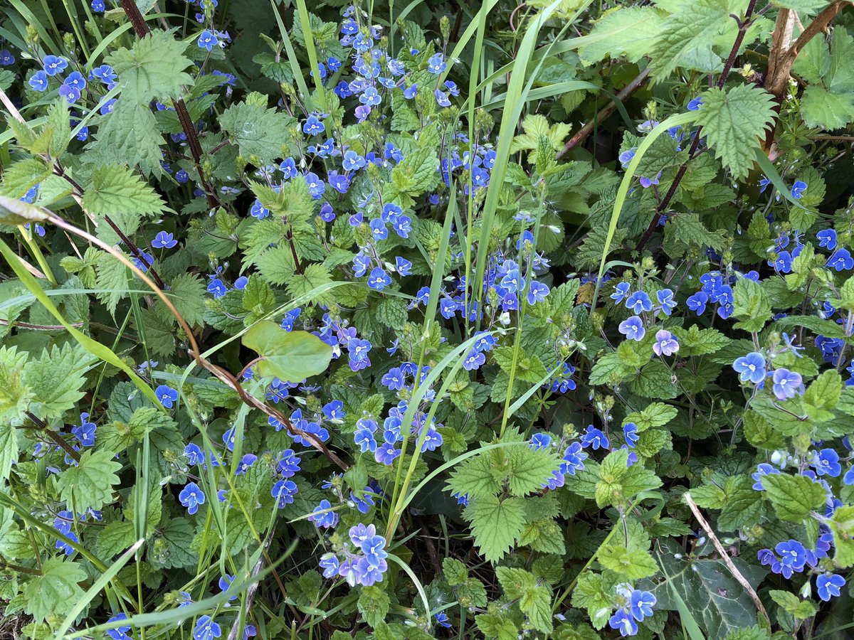 tillingtonchum's tweet photo. Nice clump of Germander Speedwell on the roadside edge of the valley. #WildflowerHour #speedwell #WestonCommon https://t.co/Dhmjghk1D7