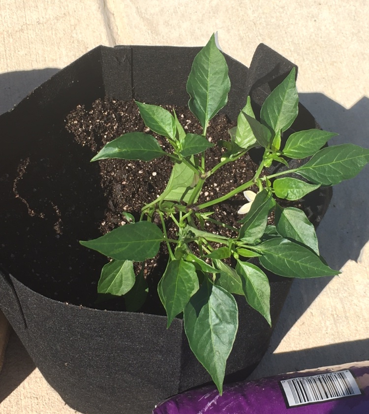 This is cayenne pepper plant that is already a good size. Fits easily in the 5 gallon bag.
