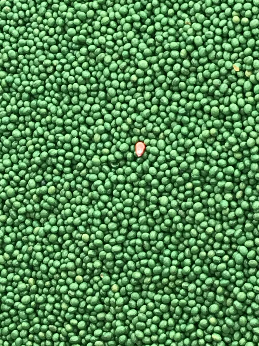 timmarker8's tweet photo. @BrettOelke @PioneerSeeds This was in a box of beans https://t.co/lksHuZIAVw