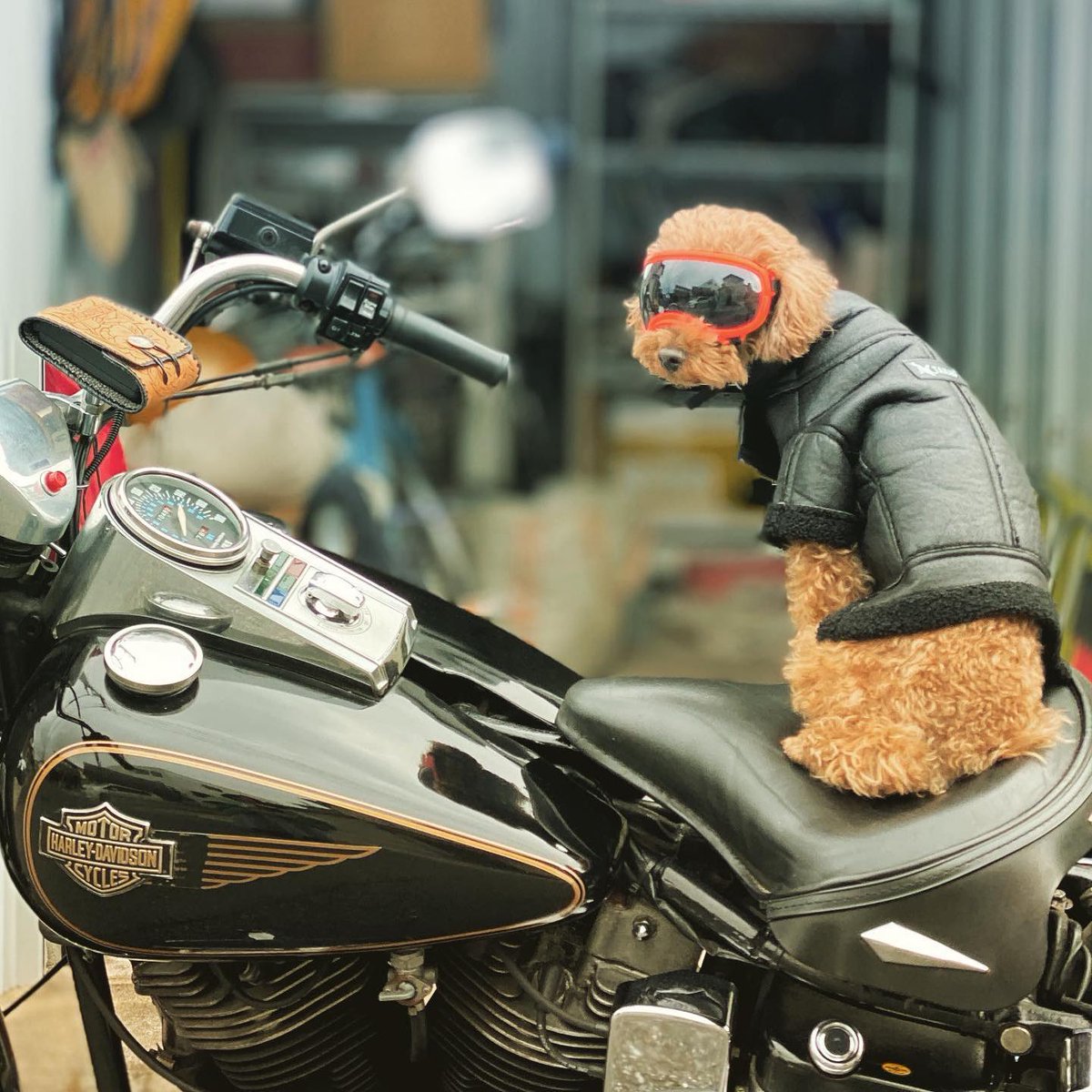 HDMiddleEast's tweet photo. This pup is sittin’ pretty on his Harley🐶🤘

Share the best shot of your Harley pet in the comments ⬇️

📷 Nono, Toy Poodle https://t.co/3ze3ZNfVFy