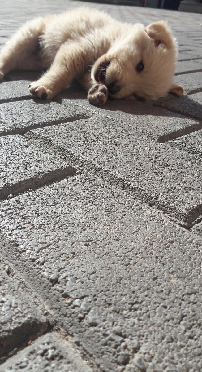 flowerdalija's tweet photo. кралот Лав 👑🐶 https://t.co/9P3rmvHE0V