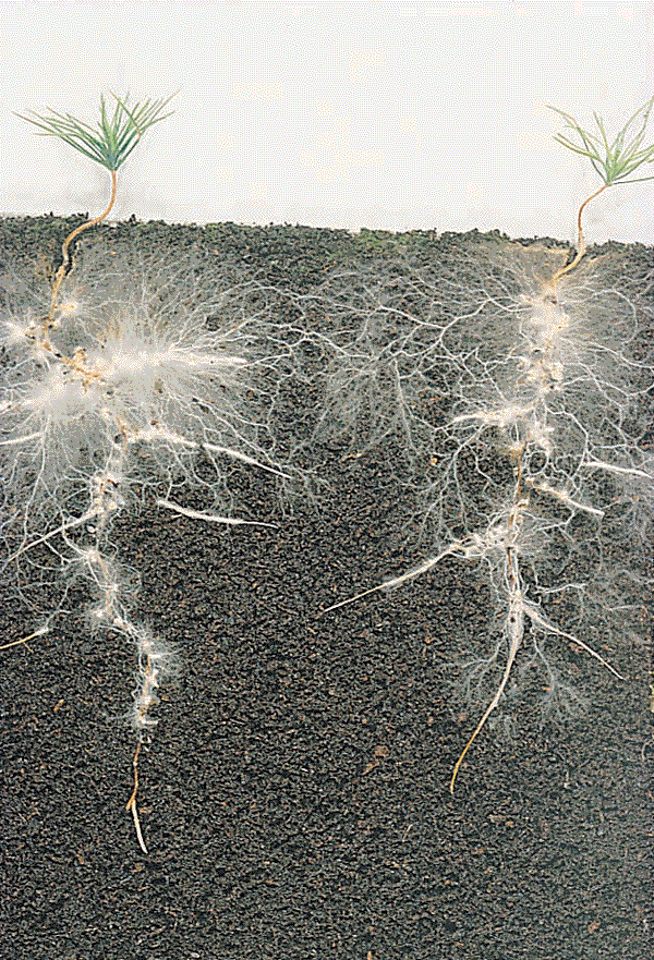 Mycorrhizal fungi live in the soil and interact with the roots of plants and trees to create a massive underground network. At least 80% of plant species appear to benefit from mycorrhizal fungi, and some (such as orchids) cannot survive at all without their help.