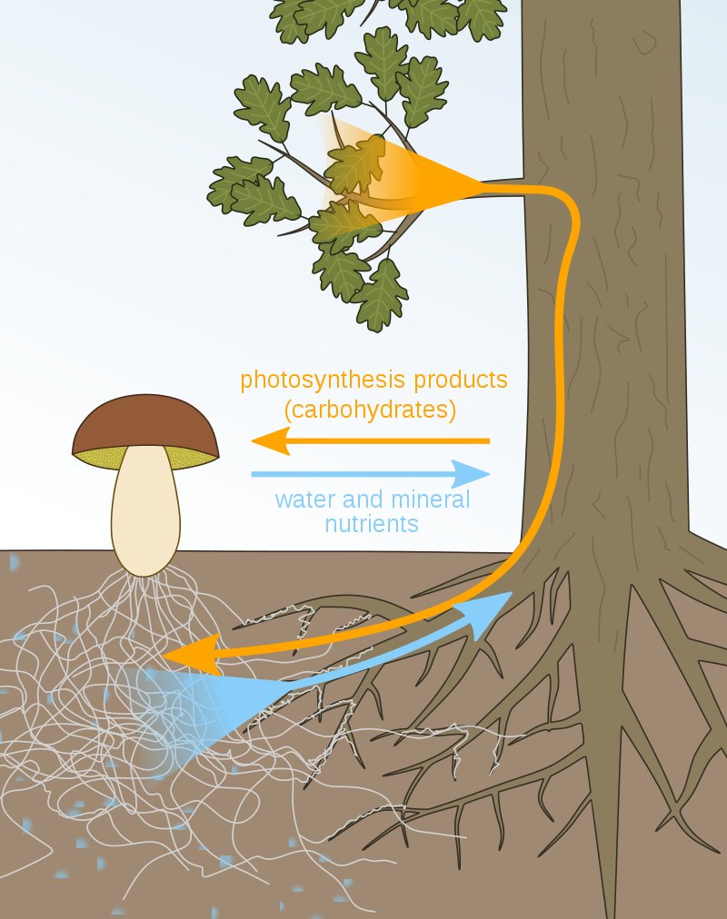 What the plant gets out of it varies depending on the fungus and the plant, but mycorrhizae appear to increase the absorption of nutrients, particularly phosphorus; extend the area from which the plant can get minerals & water; increase the plant's resistance to disease; & more.