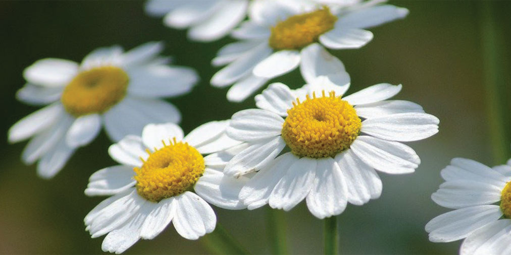 Eat your greens! @DanielleLowy from @PlantSwapM21 has foraging tips for the food that’s growing all around you in parks, wild spaces and even your garden! ow.ly/w1SH30qDmYt