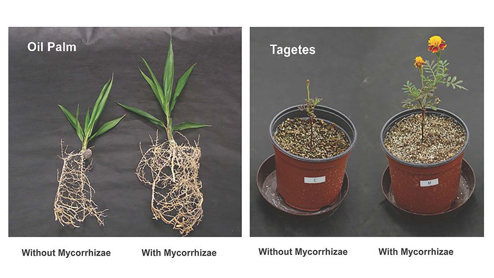 In agriculture and forestry, an understanding of the mycorrhizal networks is essential for growing successful crops and healthy forests. Farmers don't just need to grow healthy crop plants, they need to cultivate healthy mycorrhizae also. 