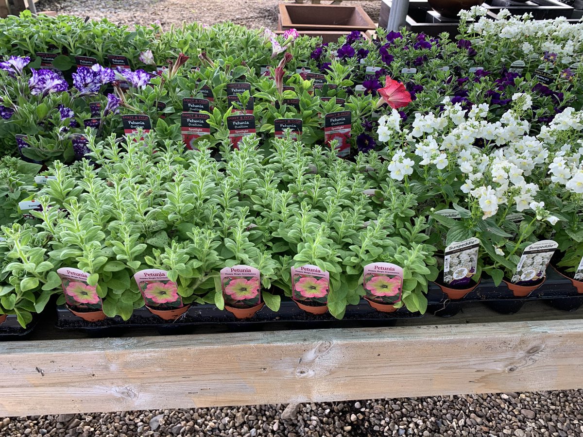 Bedding Plants now available.
Call us on 0116 2418394 to place an order for home delivery
9cm pot bedding £2 each
7cm pot bedding £1.50 each
13cm Geraniums and Regal pelargonium £4 each
Petunia 6 packs £6.50
Petunia hanging baskets £12 each