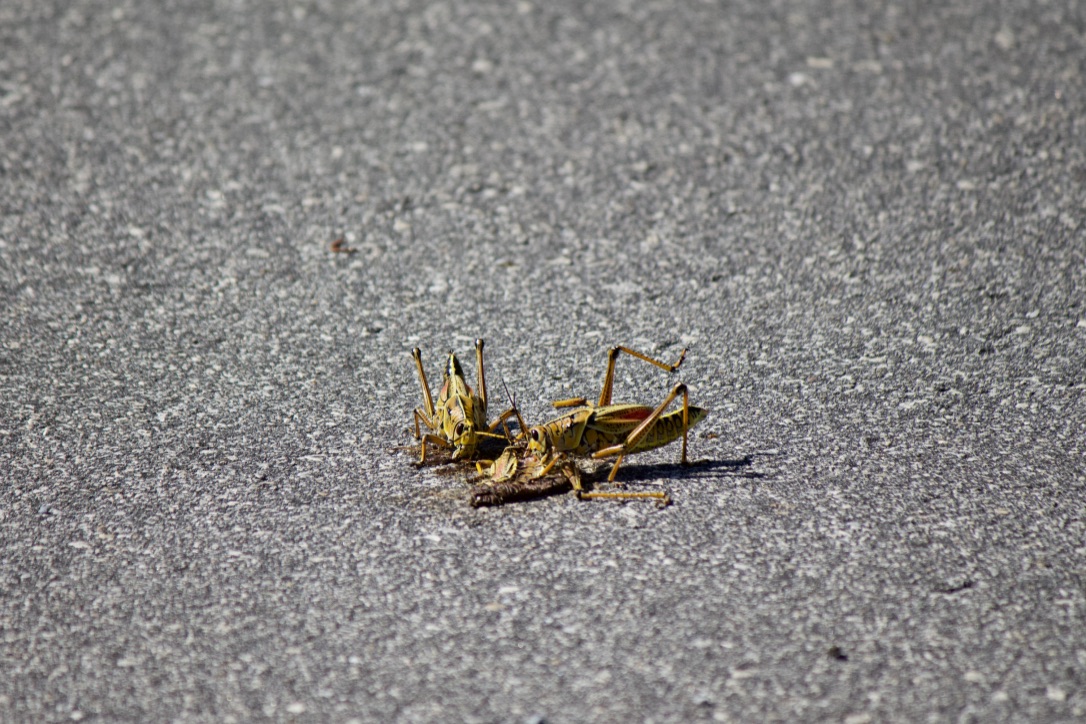 21. eastern/florida lubber grasshopper. normally i'm all  #invert love but i'm not a big fan of these guys -- too many times almost stepping on them on my way to morning practice. they let off a bad-smelling foam when you freak them out. here's two munching on a fallen brethren