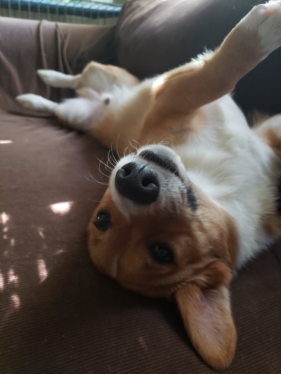 ThorgiPWCorgi's tweet photo. #corgi #dog #puppydog https://t.co/Nv29I3SMko