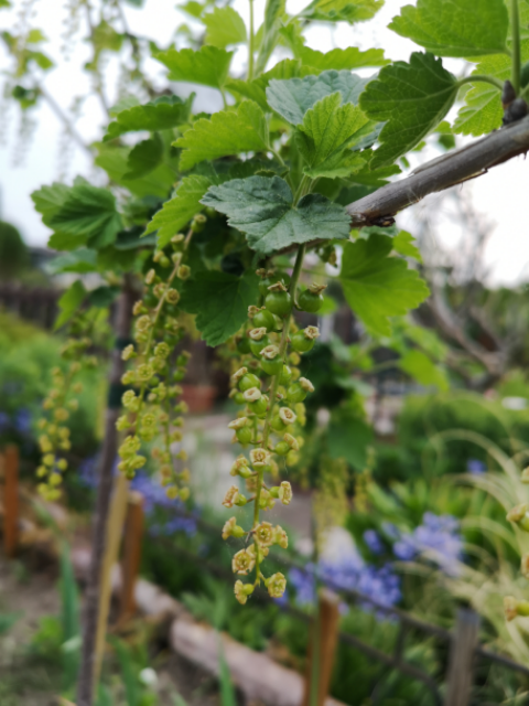 direktvombeet's tweet photo. Wenn das alles rote Johannisbeeren werden, einfach lecker 😁
#direktvombeet #nachhaltig #Nachhaltigkeit #Garten #Kleingarten #Garten #Schrebergarten #Gartenverein #KGV #vergan #gesund #Frische #Gemüse #Hobbygarten #Gartenliebe #Chemnitz #Sachsen #Johannisbeeren https://t.co/B8WjaBIrVv