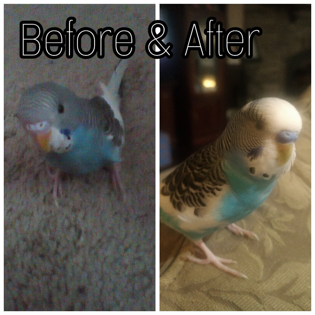 R3Vamp's tweet photo. Skye... before &amp; after 

🐦💙 https://t.co/rAhkwffXHy