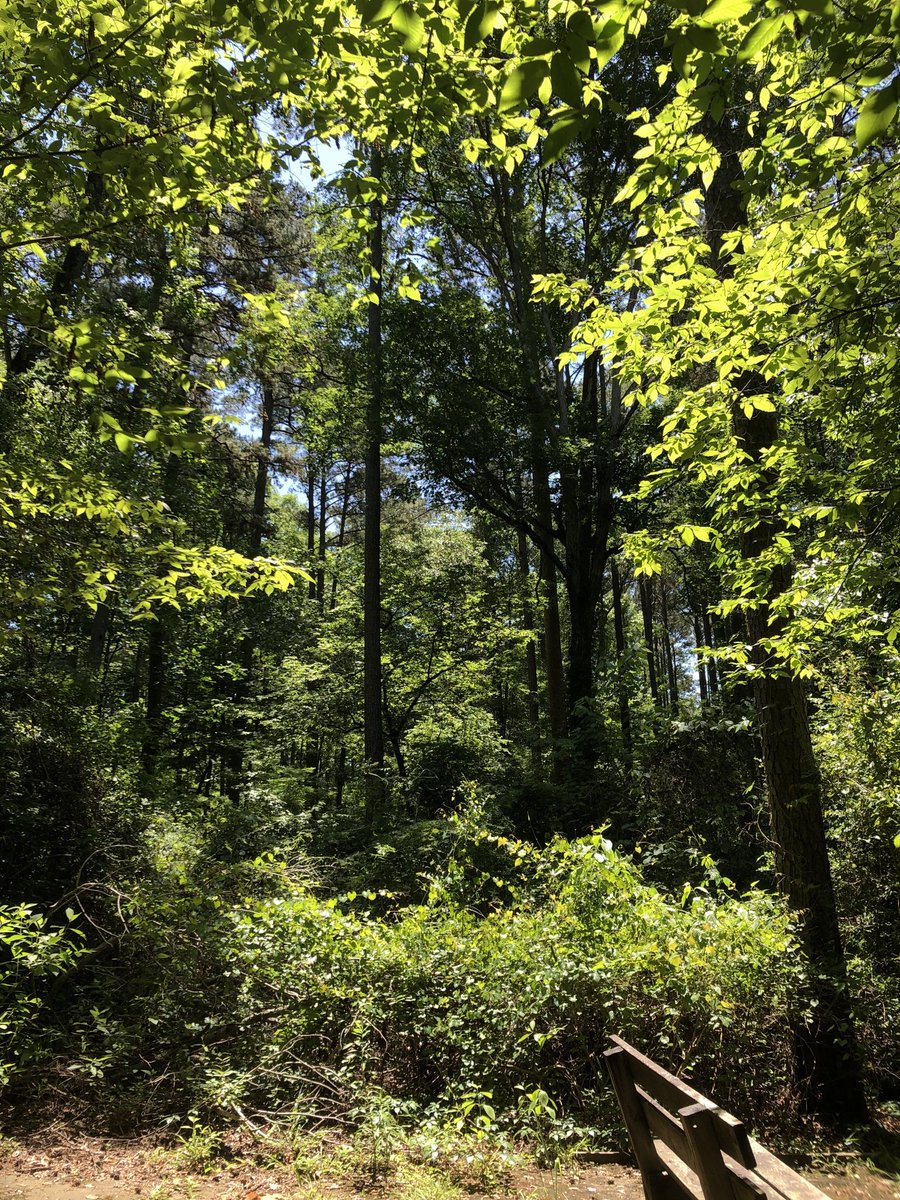 CoachJCardenas's tweet photo. If you have not been to the experimental forest then I suggest during this beautiful time of year you get out there!
@SFASU
#NacLife https://t.co/IlvInOFBGS