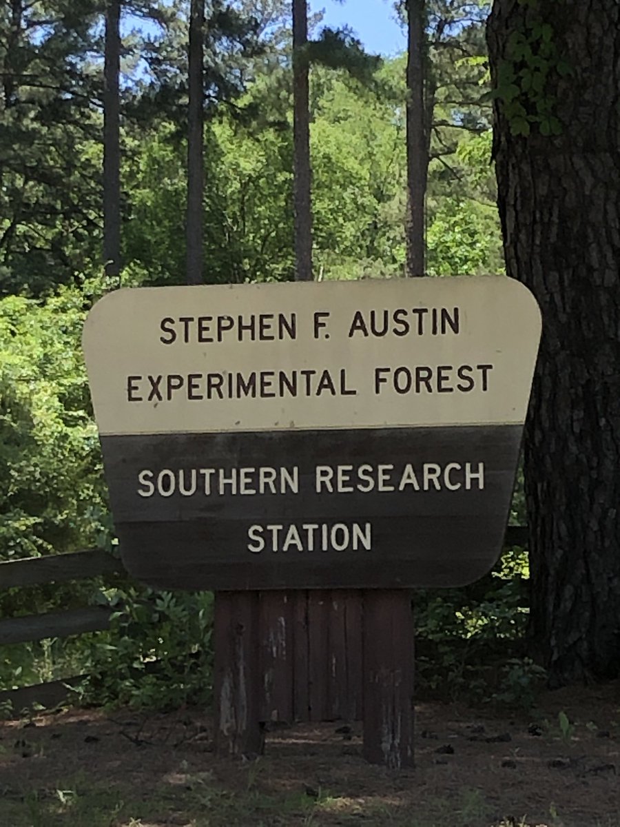 CoachJCardenas's tweet photo. If you have not been to the experimental forest then I suggest during this beautiful time of year you get out there!
@SFASU
#NacLife https://t.co/IlvInOFBGS