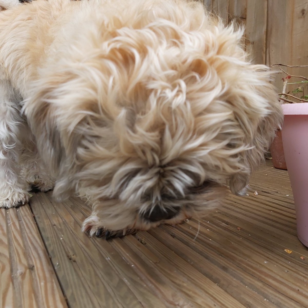 ToddlerTrev's tweet photo. #curls I've got bloody curls. Boy do I need the #doggroomers 
#dogsduringlockdown 
#tiverton #devon #shihtzu https://t.co/5B2IM0dE0V