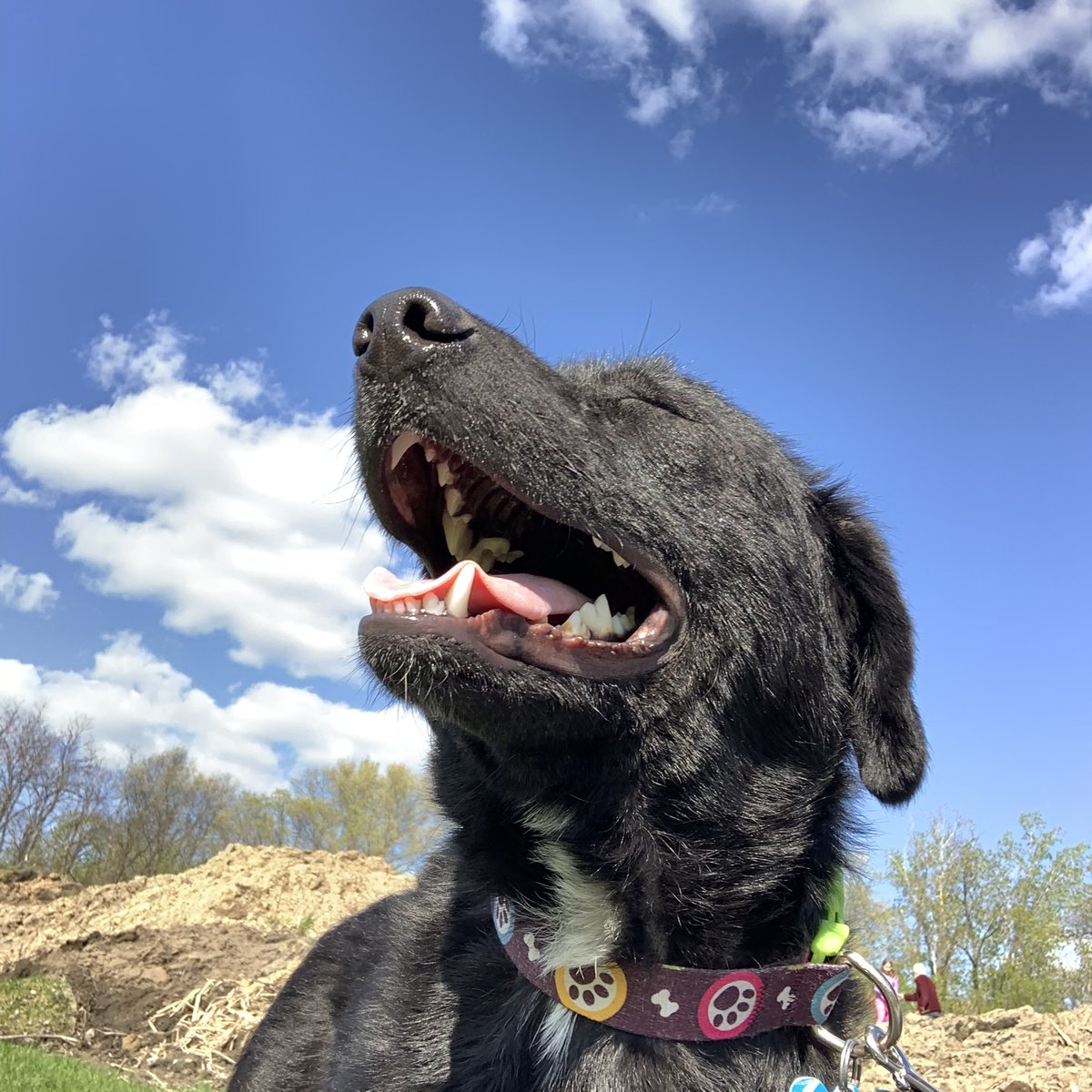 HeatherRende's tweet photo. Raising funds to save homeless pets. This is Gideon now. https://t.co/wrbGp16JrD https://t.co/7QmGUjhGgx