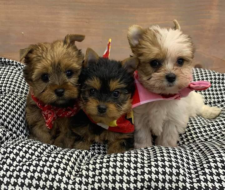 chasser_sack's tweet photo. Only 3 Left #shipping #cashapp #dmme #puppies #furbaby #HappyMothersDay #SERIOUSINQUIERSONLY https://t.co/adFLvIRzXZ