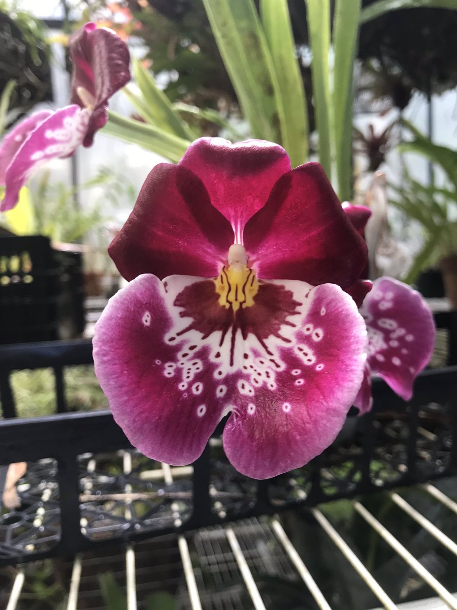 i_orchids's tweet photo. Now blooming! #iKillOrchids #MyGreenhouseLife https://t.co/cgMCjY9JDX