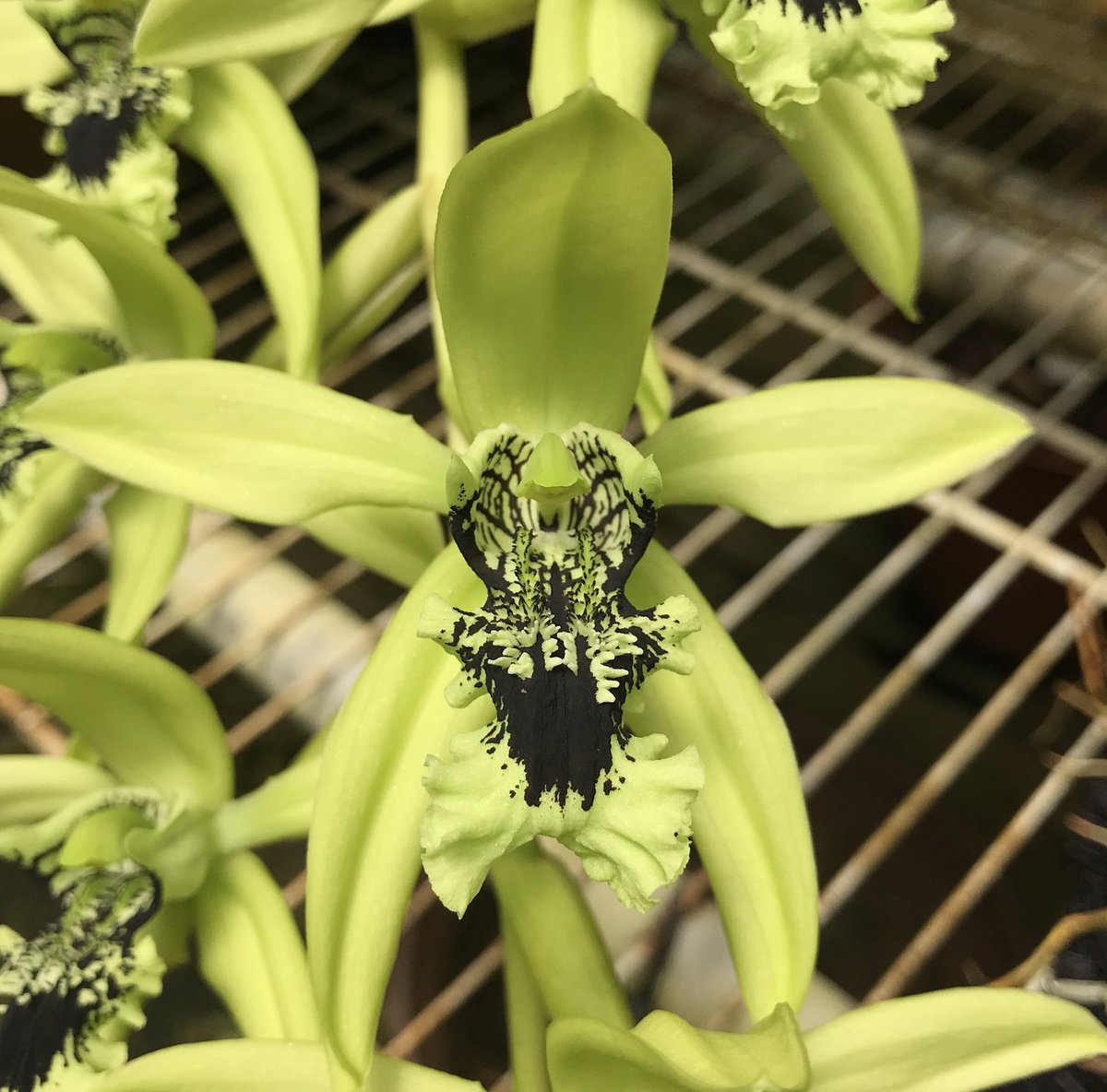 i_orchids's tweet photo. Now blooming! #iKillOrchids #MyGreenhouseLife https://t.co/cgMCjY9JDX