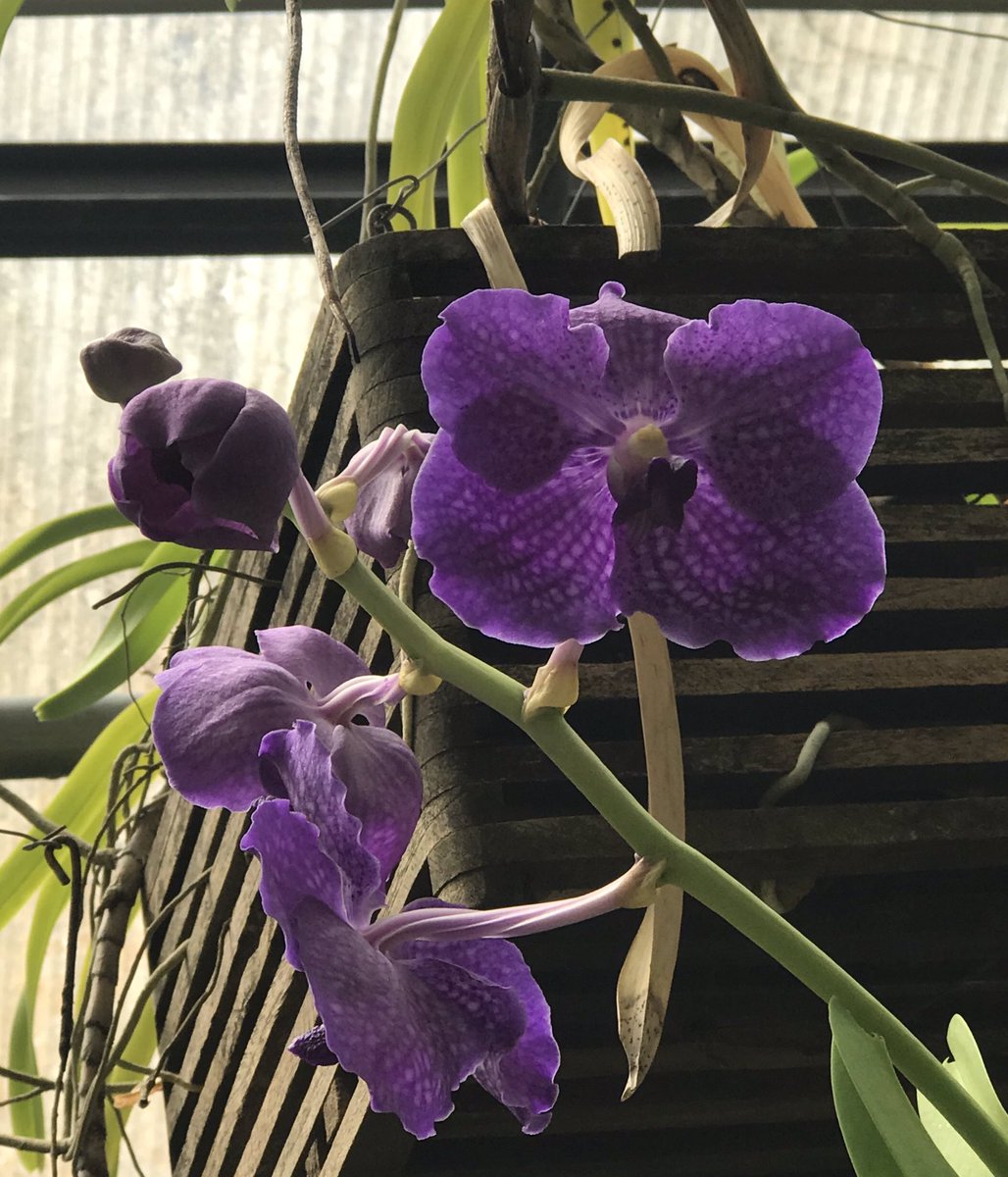 i_orchids's tweet photo. Now blooming! #iKillOrchids #MyGreenhouseLife https://t.co/cgMCjY9JDX