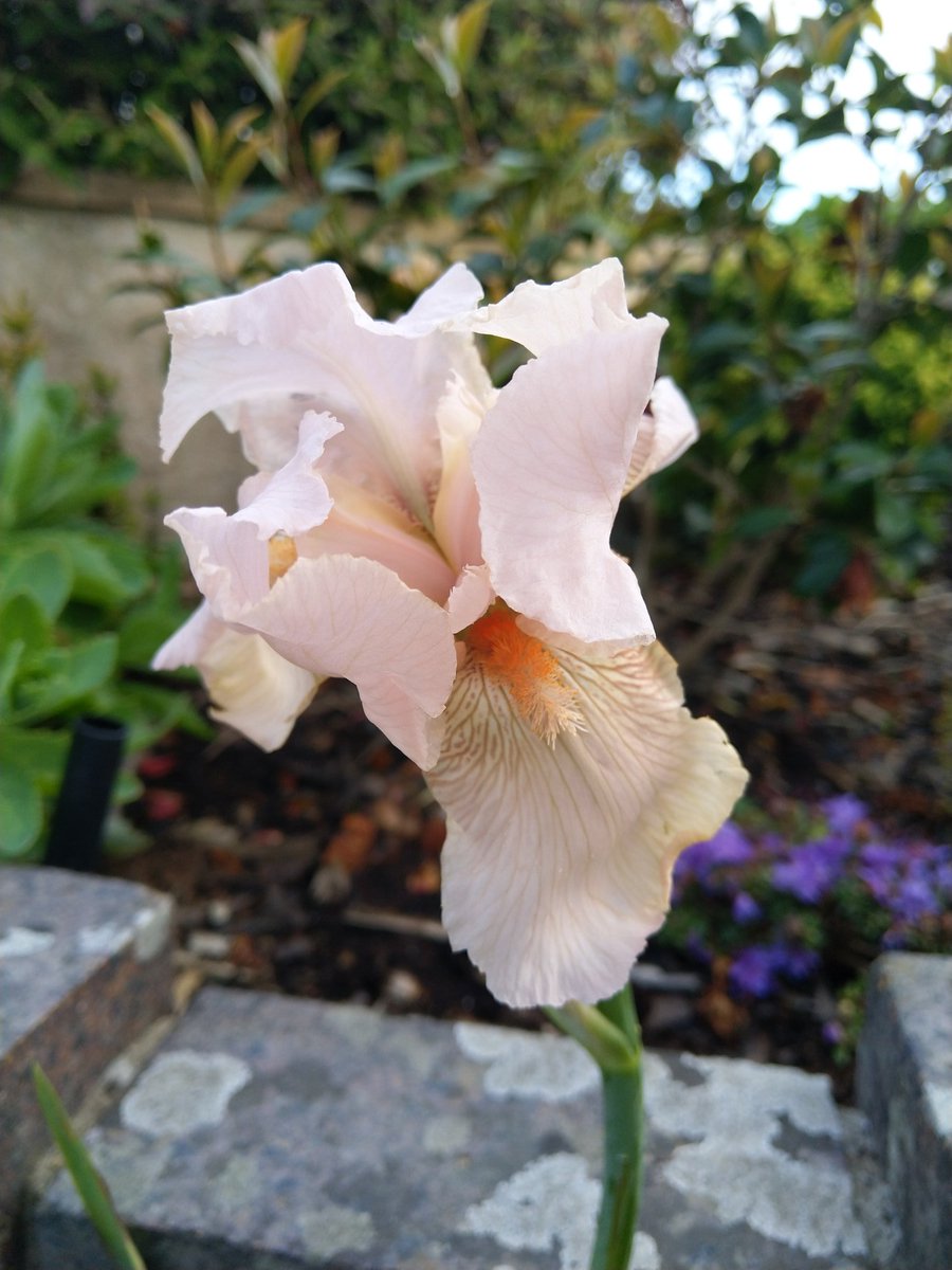 Grncode11's tweet photo. @fossilplants Iris 'Beverley Sills' https://t.co/6giobXcU5Z
