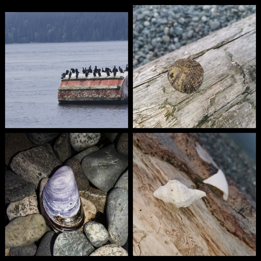 Day 2/7 of my life in pictures. No words, no people. 
<a href="/J_Stephens_CPA/">Jeremy Stephens</a> nominated me. #backyard #beachcomber #mussel #urchinshell