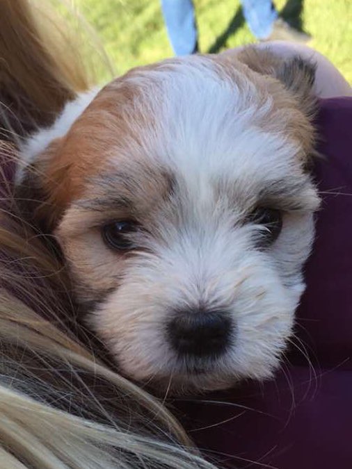 catdog01's tweet photo. Awwwww😍😍😍Frida was soooo cute💖#dog #dogsoftwitter #tb #ThrowbackThursday💕💕💕 https://t.co/g41ByiNk1T