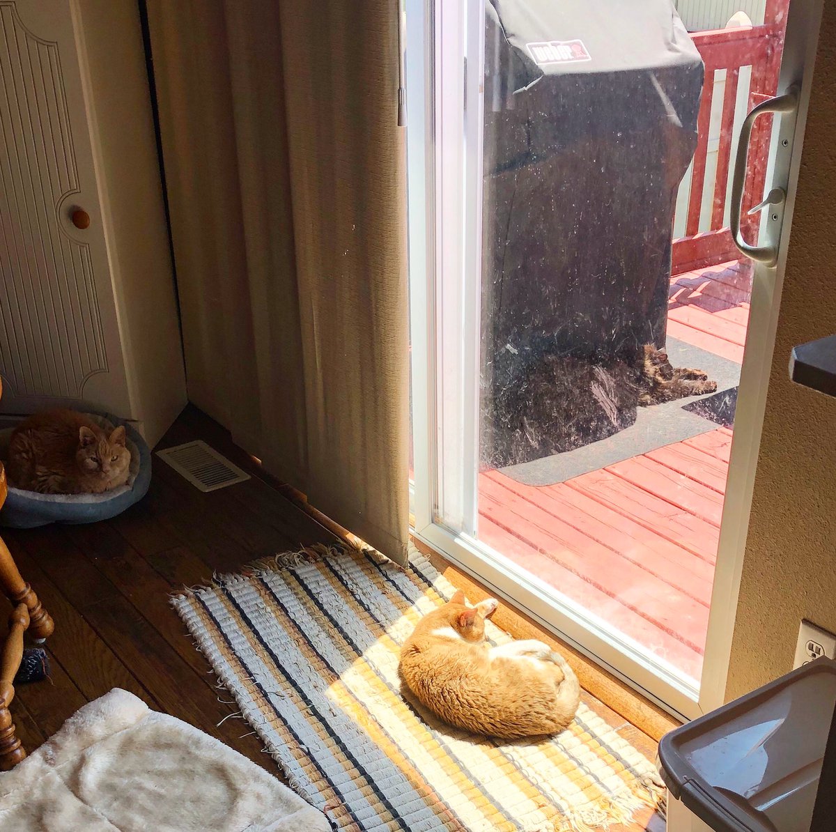 PrettyKBarbee's tweet photo. My babies....and the neighborhood cat enjoying a lazy afternoon! https://t.co/A4Pyu4WHci