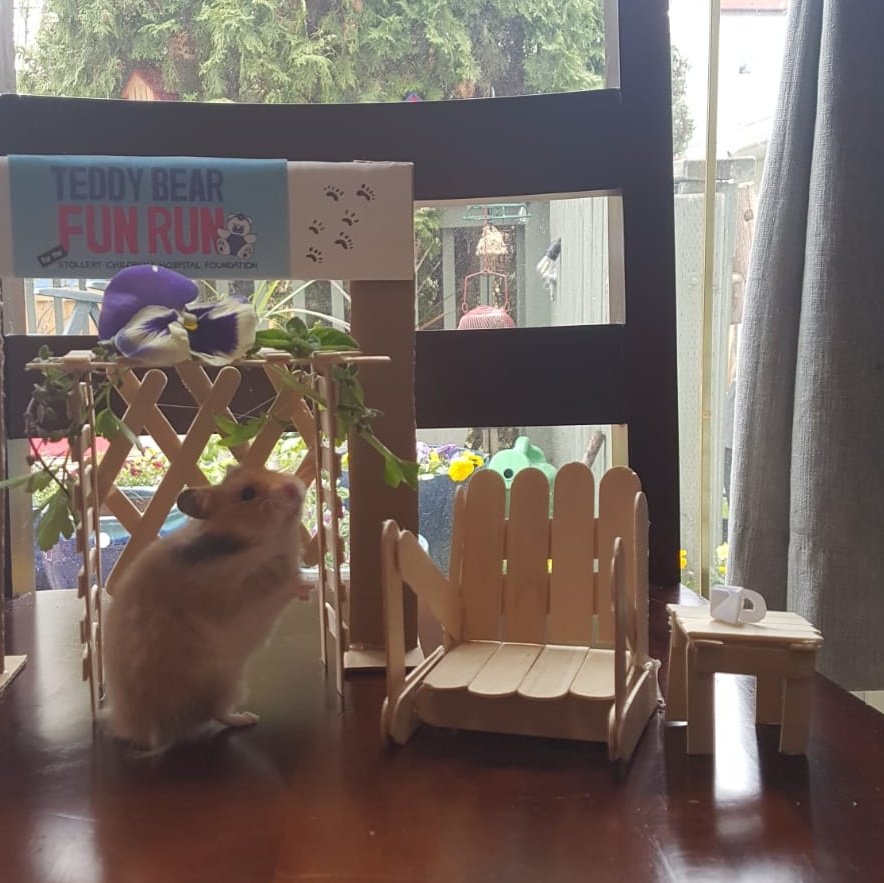 hammondthrasher's tweet photo. Just completed day 2 of the 7-day virtual #TeddyBearFunRun for @StolleryKids - a #MothersDay teddy bear picnic! Invited our teddy bear hamster, Clementine, to join us. We had pancakes - she dined on thyme &amp; parsley... #yeg #yegevents #yegfood https://t.co/NVCBgYyu1b