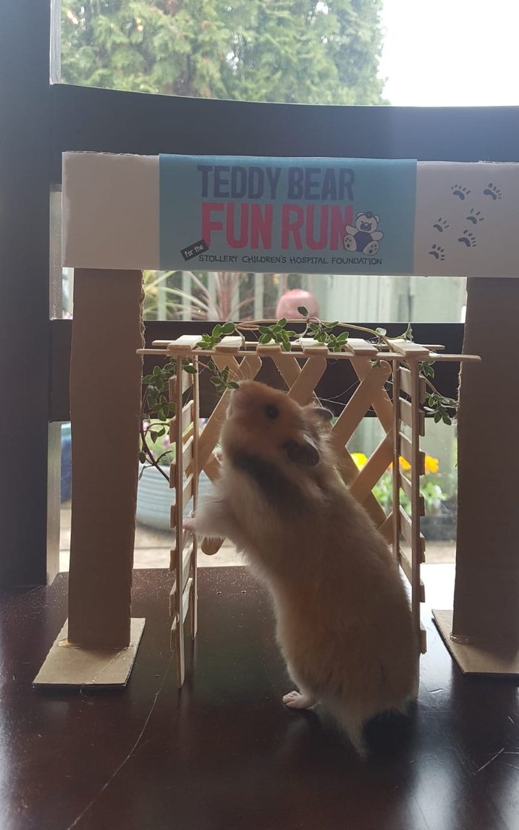 hammondthrasher's tweet photo. Just completed day 2 of the 7-day virtual #TeddyBearFunRun for @StolleryKids - a #MothersDay teddy bear picnic! Invited our teddy bear hamster, Clementine, to join us. We had pancakes - she dined on thyme &amp; parsley... #yeg #yegevents #yegfood https://t.co/NVCBgYyu1b