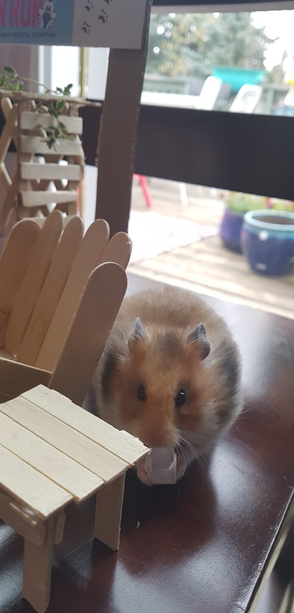 hammondthrasher's tweet photo. Just completed day 2 of the 7-day virtual #TeddyBearFunRun for @StolleryKids - a #MothersDay teddy bear picnic! Invited our teddy bear hamster, Clementine, to join us. We had pancakes - she dined on thyme &amp; parsley... #yeg #yegevents #yegfood https://t.co/NVCBgYyu1b