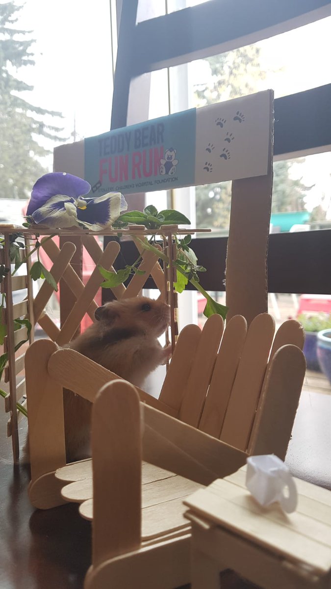 hammondthrasher's tweet photo. Just completed day 2 of the 7-day virtual #TeddyBearFunRun for @StolleryKids - a #MothersDay teddy bear picnic! Invited our teddy bear hamster, Clementine, to join us. We had pancakes - she dined on thyme &amp; parsley... #yeg #yegevents #yegfood https://t.co/NVCBgYyu1b