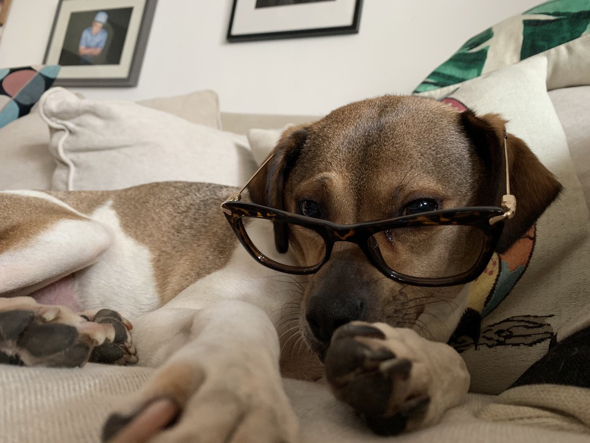 An appreciation post for the pets that are keeping us sane during these crazy times... comment with pics of ur beloved animals only.