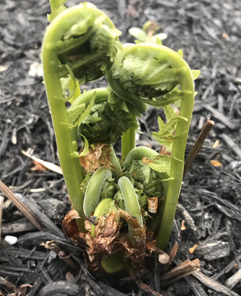 LizaksBuzz's tweet photo. #Fiddleheads are coming out in #Niagara Time to enjoy. #Bonapptite @FoodlandOnt @growernews @weathernetwork #Ontario Yours to Discover. https://t.co/7jg3E6hGen