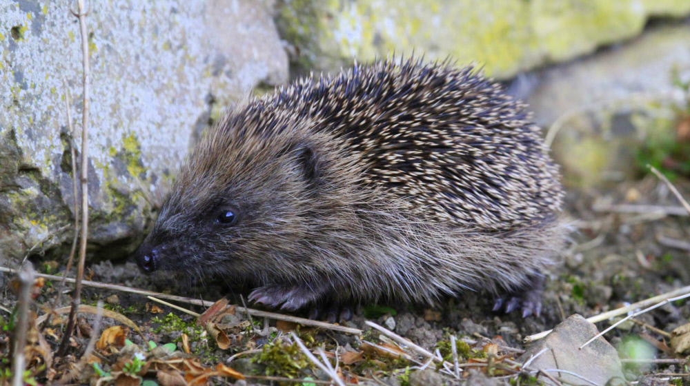 nationaltrust's tweet photo. Here’s some good news if you’re a gardener, hedgehogs are known as a 'gardener's friend' as they eat all the insects that nibble on our much loved plants.

Have you spotted anything snuffling around your outside space? https://t.co/9thC1Zsy8j