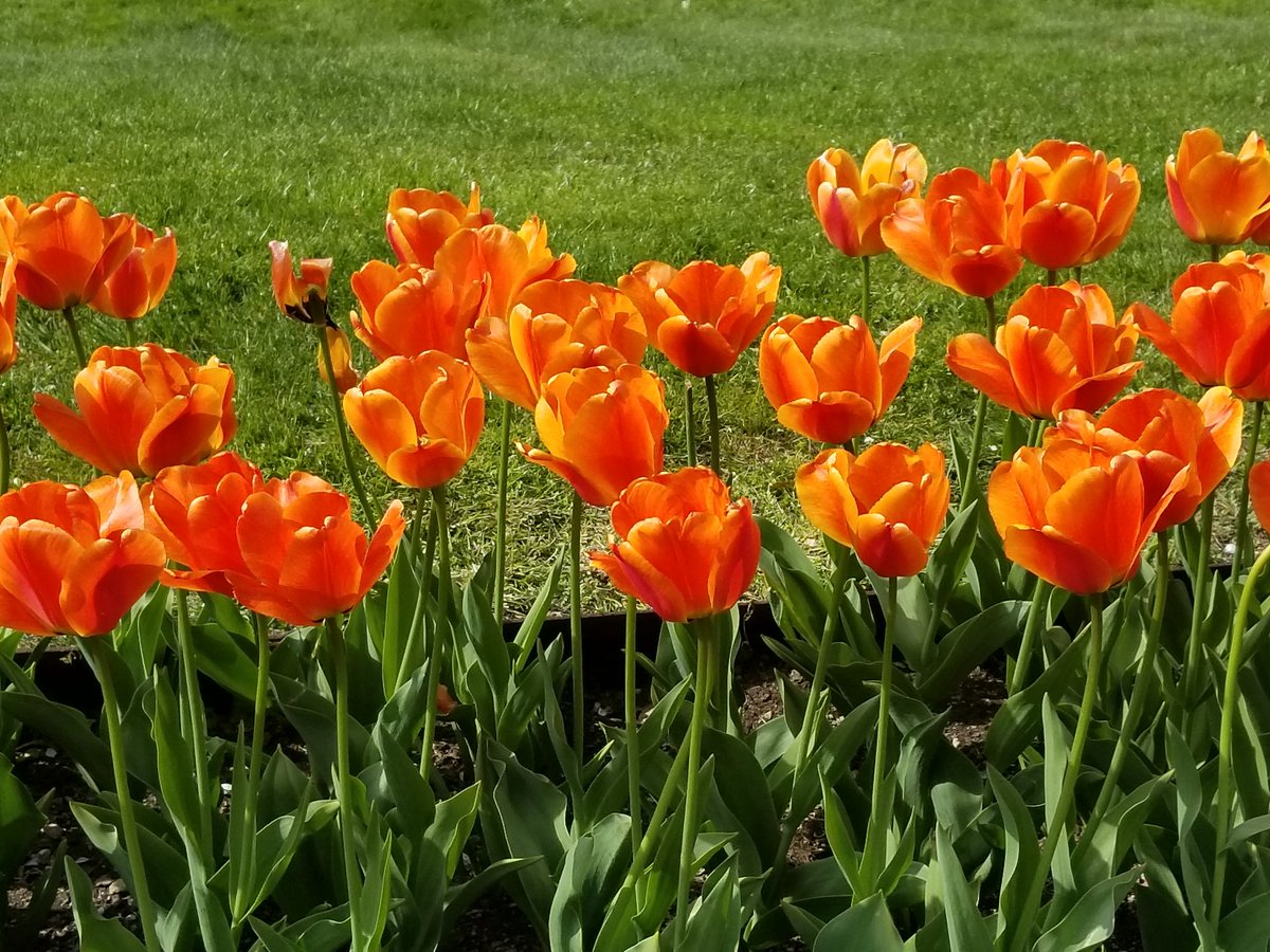 Good compliance with face covering noted on my Mother's Day stroll through the Public Garden.