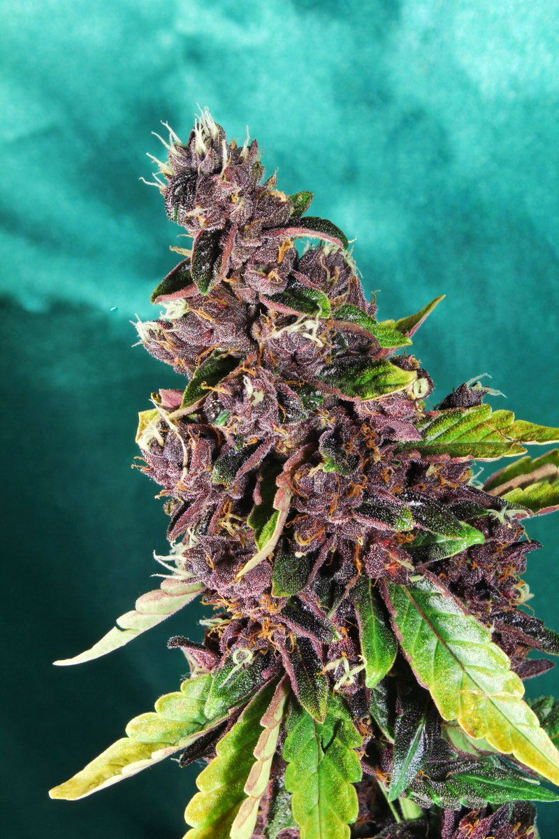 Greenseedtests's tweet photo. Ya no público más hasta después de la operación el miércoles y la  recuperación, me despido de momento con esta planta tan tan bonita con 1% THC y 15% CBD... Y además sabe y huele genial! bien  con vosotros esta  preciosidad de @sweetseeds_es #Red_Pure_CBD_Auto https://t.co/sJkeSS6JOx