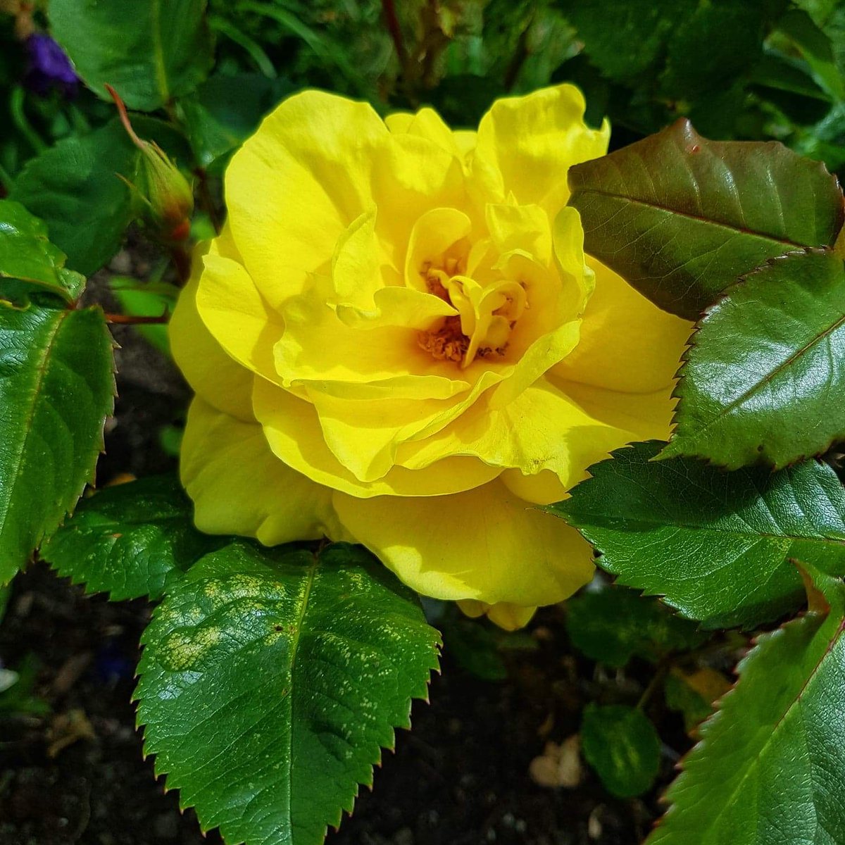 Grncode11's tweet photo. Rosa 'Korresia' is luminous, scented and  stunning @fossilplants @gardenersnotebk #gardening #roses #plants #Perfume https://t.co/Bi74SZbRUo